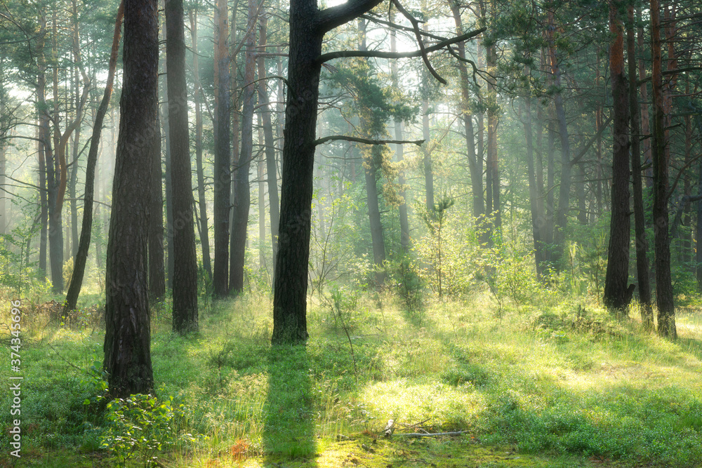 Fototapeta premium Beautiful sunny morning in the forest