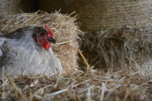 Cute grey lavender orpington chicken hen sitting in a hay barn