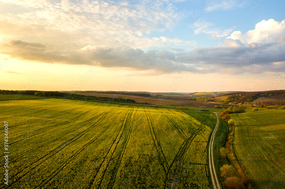 Aerial view of bright green agricultural farm field with growing rapeseed plants and cross country dirt road at sunset.