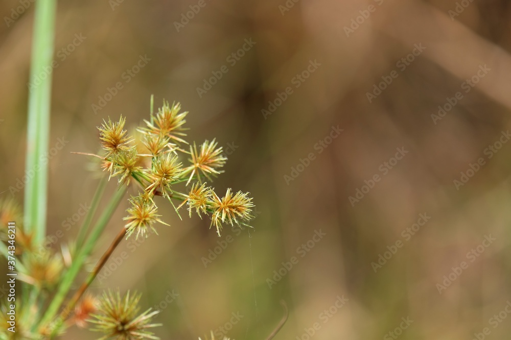 Cyperus rotundus, coco-grass, Java grass, nut grass, purple nut sedge