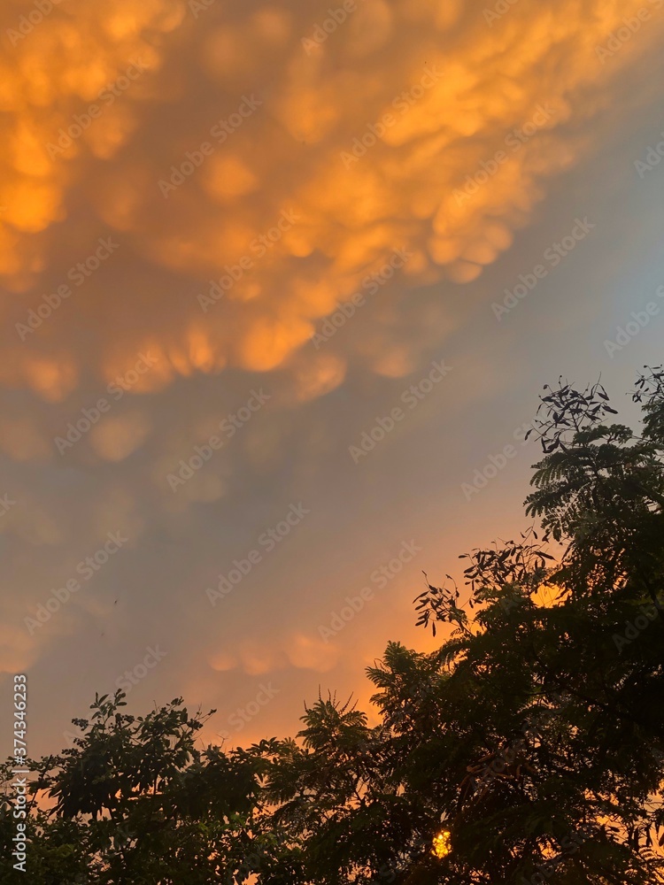 Fototapeta premium sunset in the forest