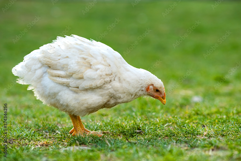 Hen feed on traditional rural barnyard. Close up of chicken standing on barn yard with green grass. Free range poultry farming concept. Hen feed on traditional rural barnyard. Close up of chicken standing on barn yard with green grass. Free range poultry farming concept.