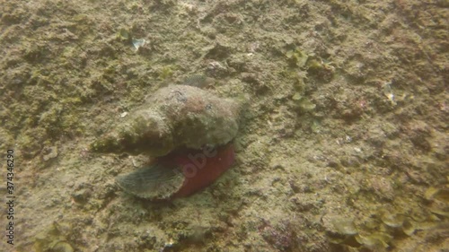 A Panamic Horse Conch (Triplofusus princeps) in Cabo San Lucas, Mexico photo