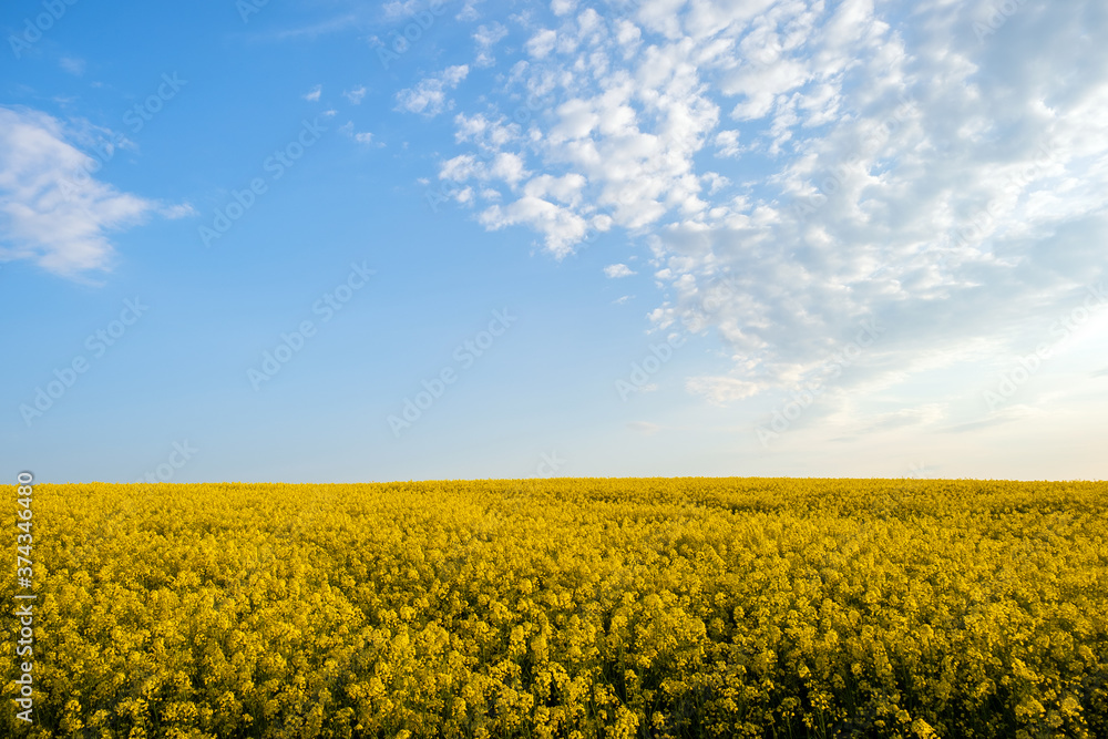 Landscape with blooming yellow rapeseed agricultural field and blue clear sky in spring. Landscape with blooming yellow rapeseed agricultural field and blue clear sky in spring.