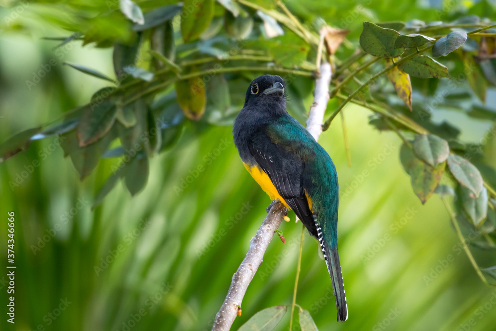 A Guinan Trogon perching in a tree.  Brightly lit bird. Bird in a tree.  A Guianan Trogon in the rainforest. Beautiful bird. Closeup of bird perching