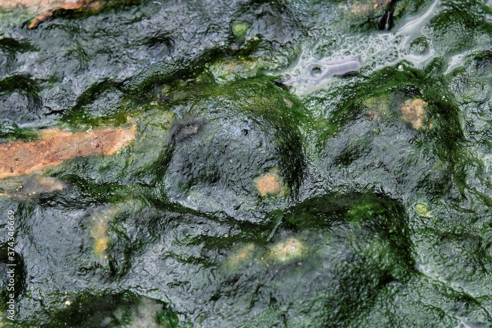 Obraz premium Photo of green moss surface over water, great for wallpaper and background