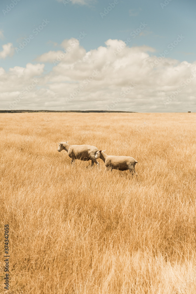 Fototapeta premium herd of sheep