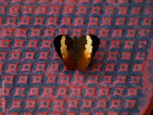 Multi colored butterfly on a floor photo