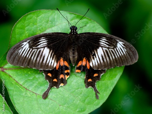 Multi colored butterfly on a leaf photo