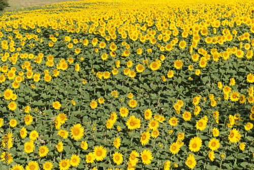 Tournesol, magnifique fleur jaune qui se tourne vers le soleil sans boussole et forment de splendides et grandioses champs pour notre plus grand plaisir