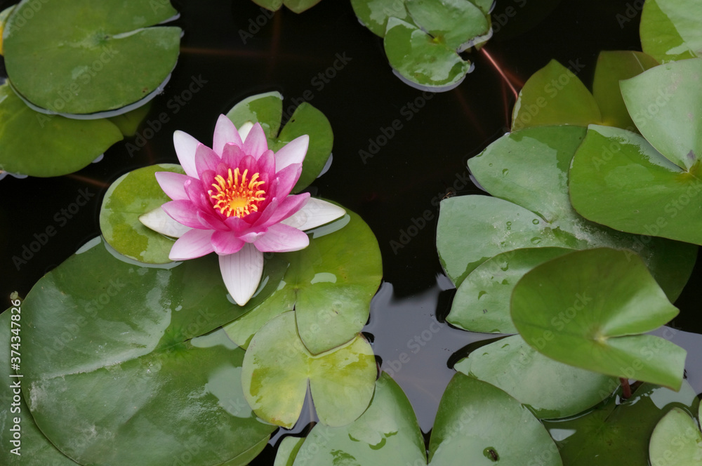 A water lily flower grows in a reservoir among green leaves against a background of black water. Close-up. A water lily flower grows in a reservoir among green leaves against a background of black water. Close-up.