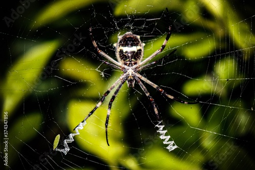spider on a web © jfr921001