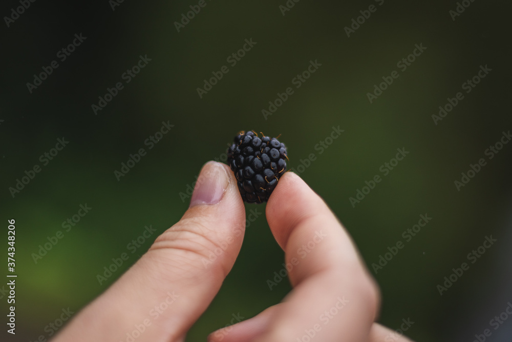 Close-up wild English blackberry held by girl