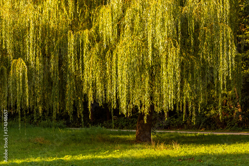 Trauerweide im Licht photo