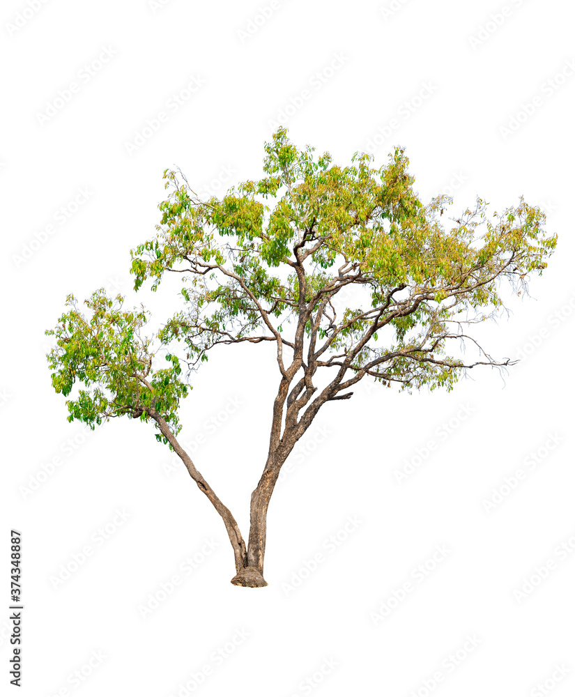 tropics tree isolated on white background. clipping path