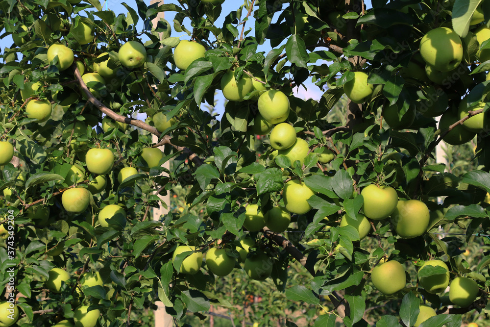 Cultivation of yellow apples in the Italian countryside, Emilia-Romagna