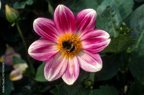 Dahlia nain, variété Petit Coquin, bourdon