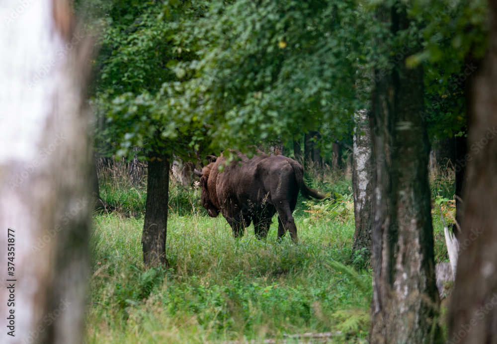 large brown Central Russian bison in the forest in natural conditions in summer large brown Central Russian bison in the forest in natural conditions in summer