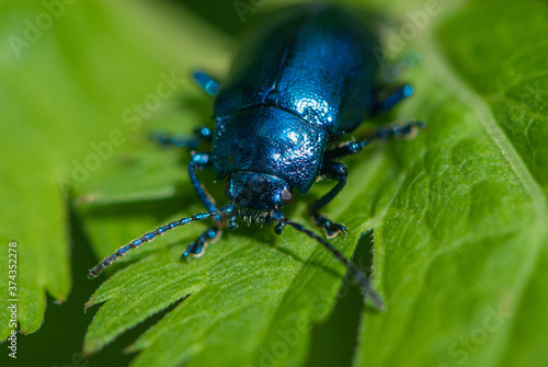 Close-up blue leaf beetle with a big mustache © Tatiana