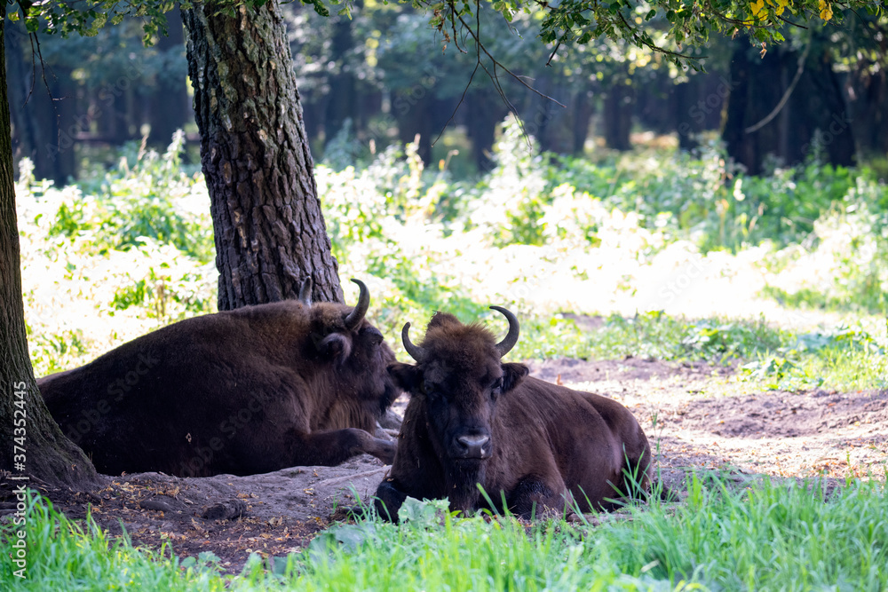 Fototapeta premium large brown Central Russian bison in the forest in natural conditions in summer