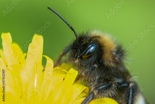 Close-up solitary leafcutter bee or alfalfa leafcutting bee looking into the camera lens