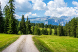 Dirt road crossing Alpine meadows surrounded by fir trees in the Italian Alps. Dolomite peaks are visible in the background. Val Badia, South Tyrol - Italy