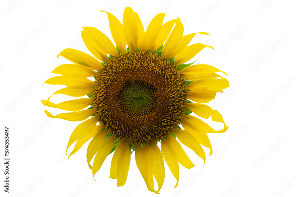 Fototapeta premium one yellow sunflower on white background.