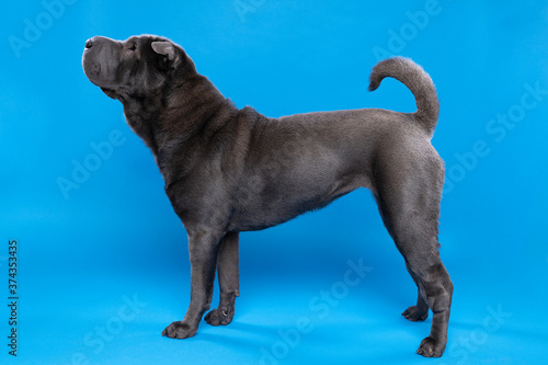 Fototapeta Naklejka Na Ścianę i Meble -  Standing grey Sharpei dog looking at the camera isolated on a blue background