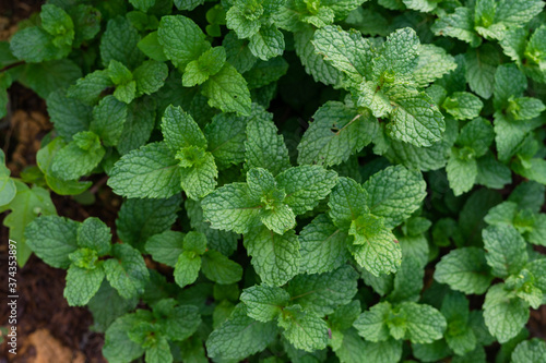 Beautiful full mint leaves on green background