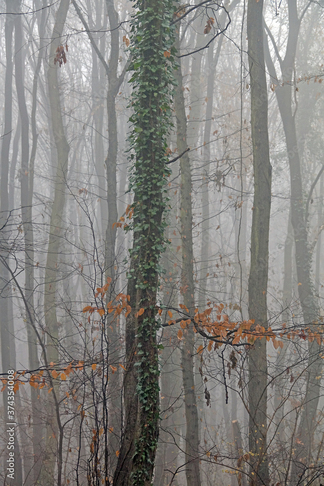 Wald im Herbst, neblig Wald im Herbst, neblig