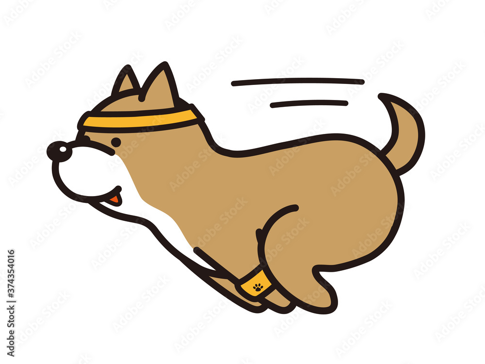 走っている柴犬 走っている柴犬
