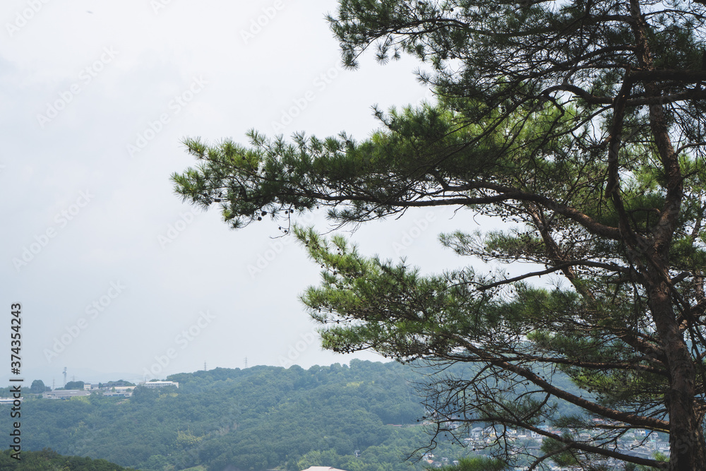 Obraz premium 新緑の中を落ちる木漏れ日