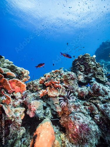 Seascape in turquoise water of coral reef in Caribbean Sea / Curacao with Lion Fish, coral and sponge