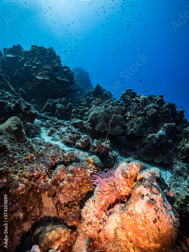 Seascape in turquoise water of coral reef in Caribbean Sea   Curacao with Sea Anemone  fish  coral and sponge