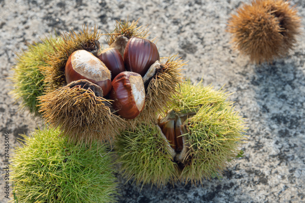 Sweet Chestnut and husk on stone background. Castanea sativa Sweet Chestnut and husk on stone background. Castanea sativa