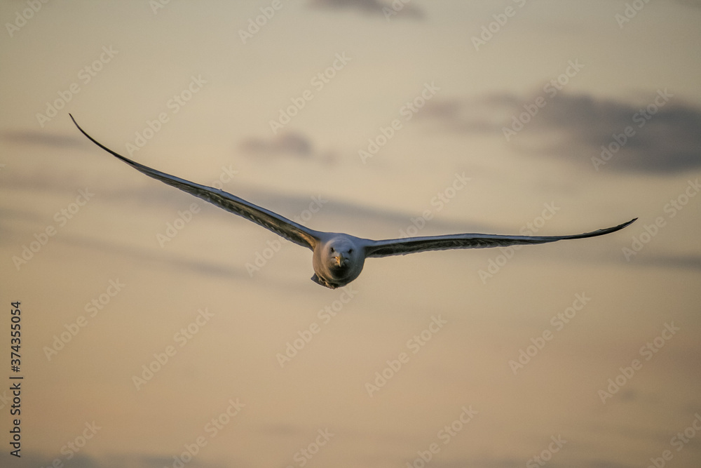 bird in flight