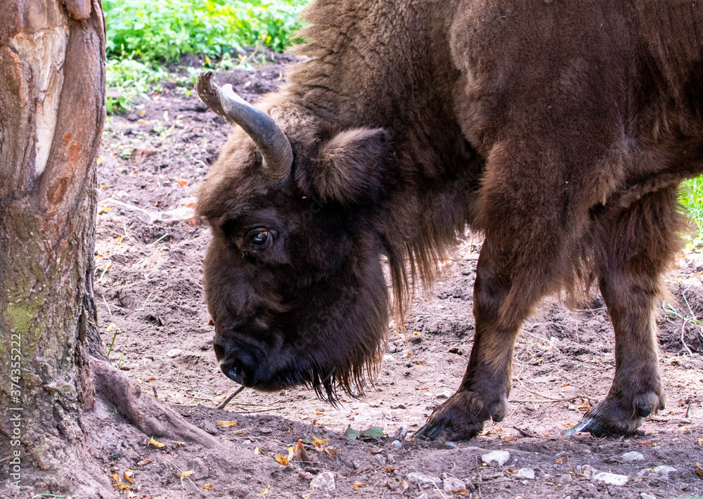 large brown Central Russian bison in the forest in natural conditions in summer large brown Central Russian bison in the forest in natural conditions in summer