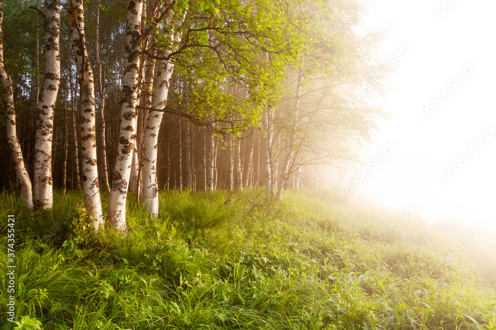 Obraz premium Summery birch grove during a foggy sunrise in Oulanka National Park, Northern Finland. 