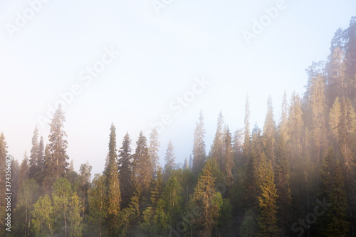 Foggy summery morning on hillside taiga forest with candle-like spruce trees in Oulanka National Park near Kuusamo, Northern Finland. © adamikarl