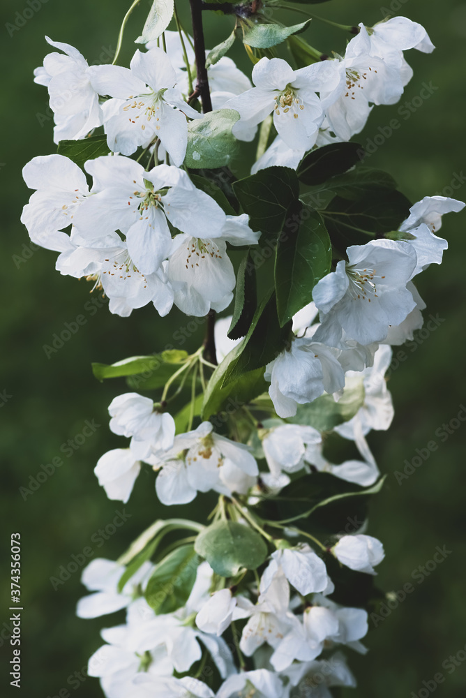 Obraz premium Blossoming apple branch close-up macro