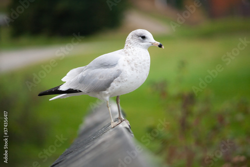 seagull on a ledge