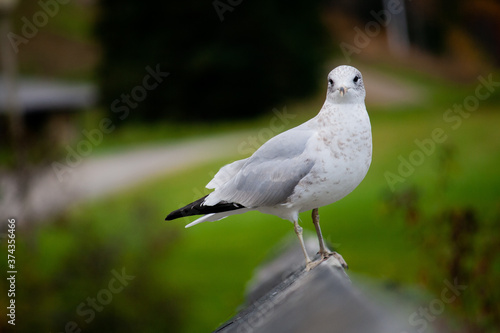seagull on a fence
