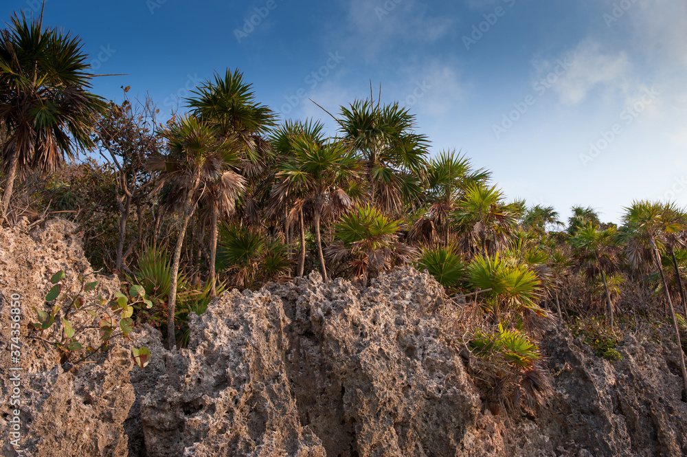 Honduras Roatan ,Cliff with palm trees Honduras Roatan ,Cliff with palm trees