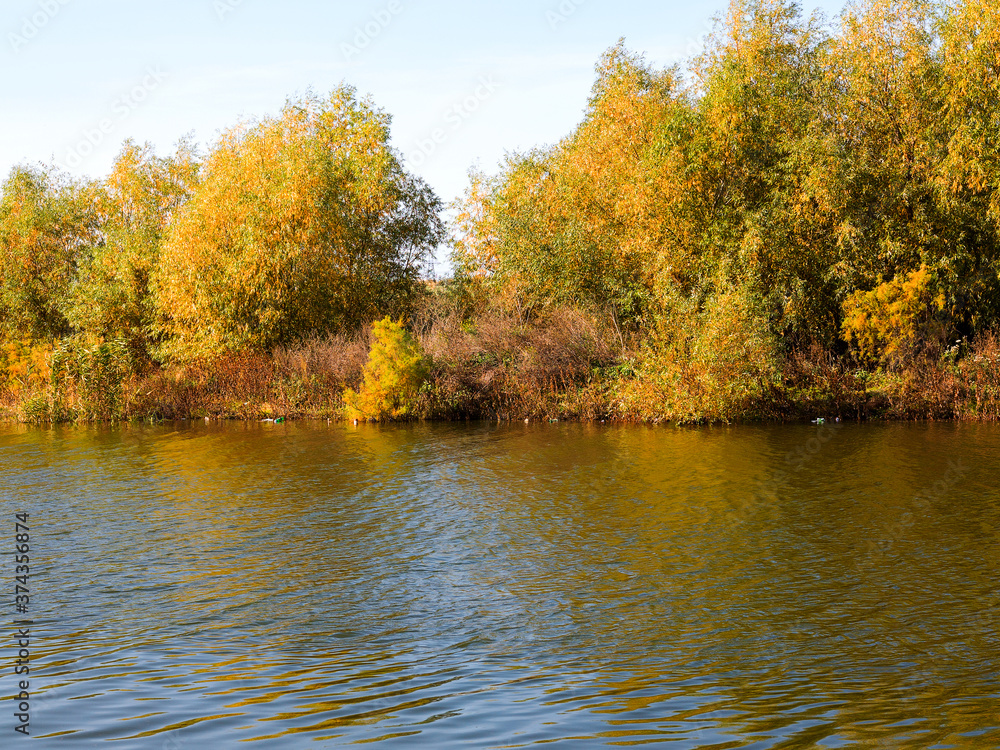 custom made wallpaper toronto digitalAutumn water landscape. Beautiful autumn view of the lake overgrown with willows and reeds.