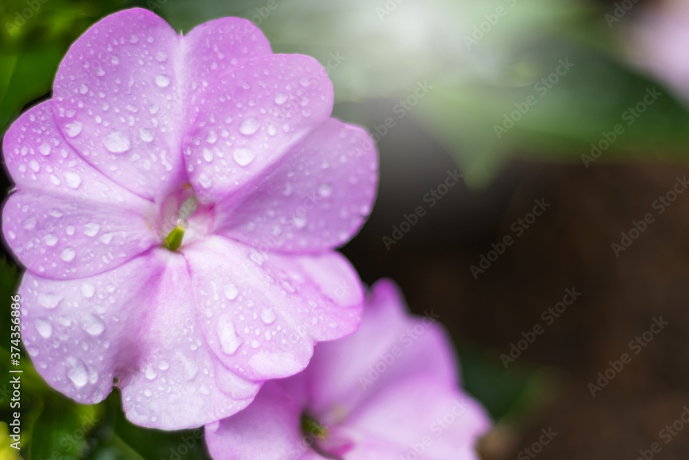 Impatiens walleriana also known as busy Lizzie balsam, sultana, or simply impatiens very beautiful flower in violet color with drop of rains and sun light. Impatiens walleriana also known as busy Lizzie balsam, sultana, or simply impatiens very beautiful flower in violet color with drop of rains and sun light.