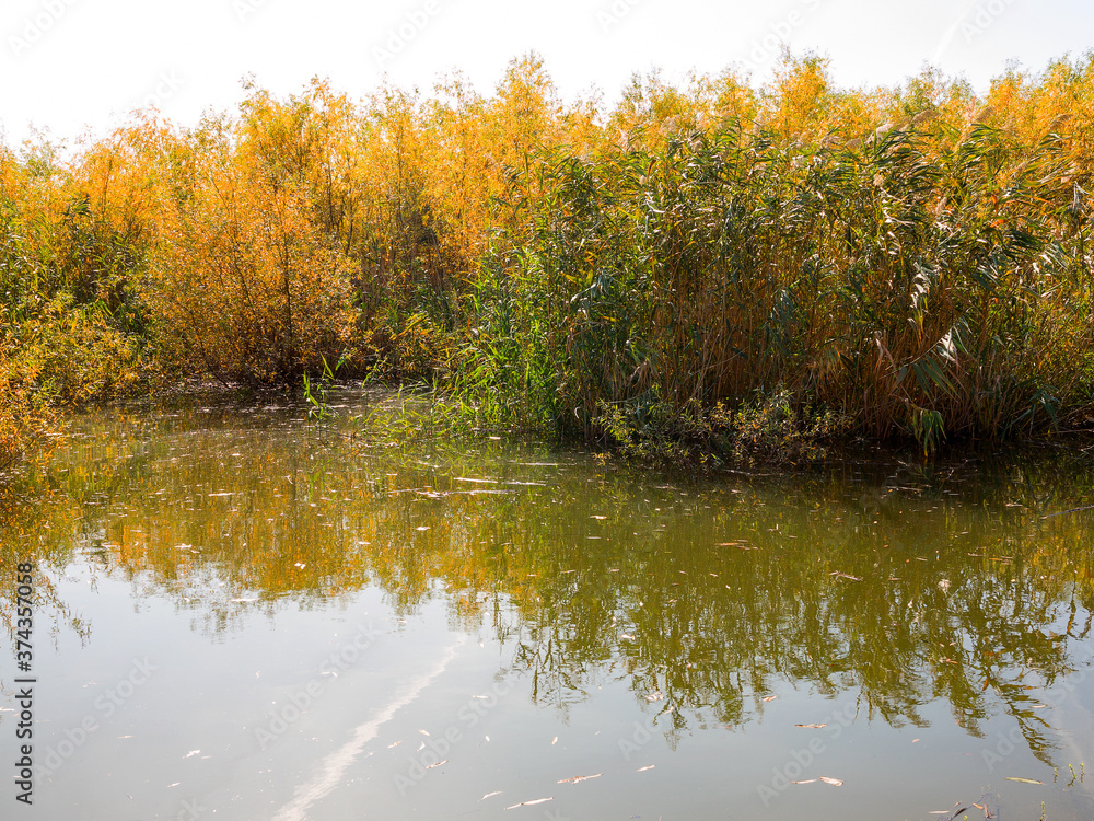 Autumn water landscape. Beautiful autumn view of the lake overgrown with willows and reeds.