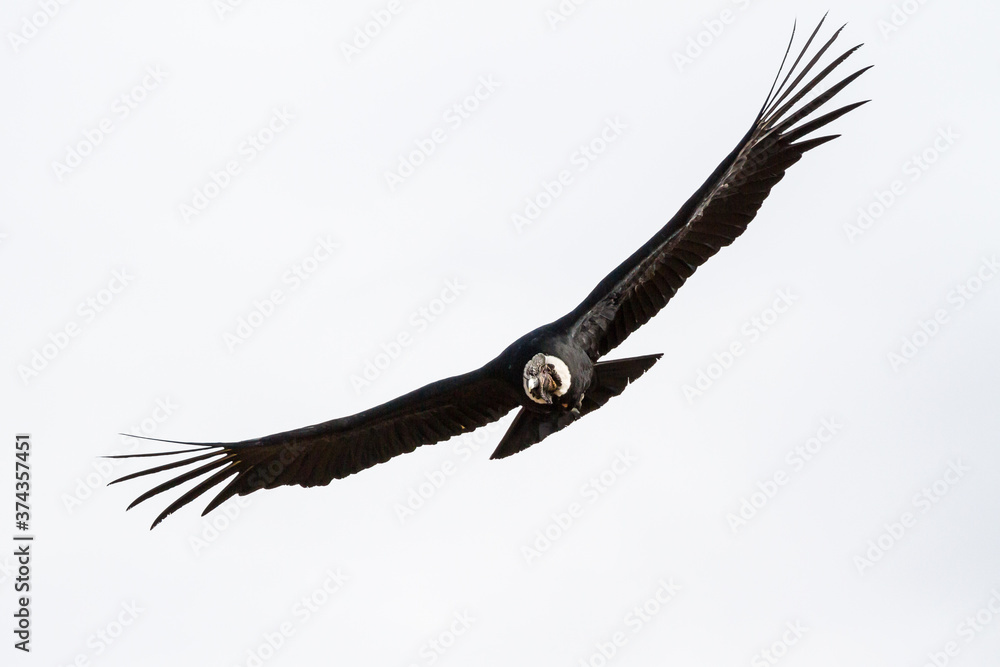 Obraz premium Andean Condor (Vultur gryphus) at Peru's Colca Canyon