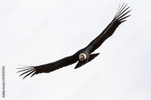 Andean Condor (Vultur gryphus) at Peru's Colca Canyon photo