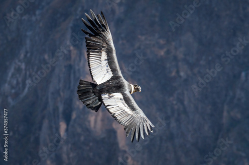 Andean Condor at Peru's Colca Canyon photo