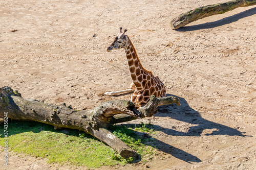 Juvenile giraffe sitting on the ground. Auckland Zoo, Auckland, New Zealand